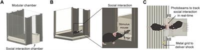 A fully automated social interaction chamber for studying social threat learning in mice